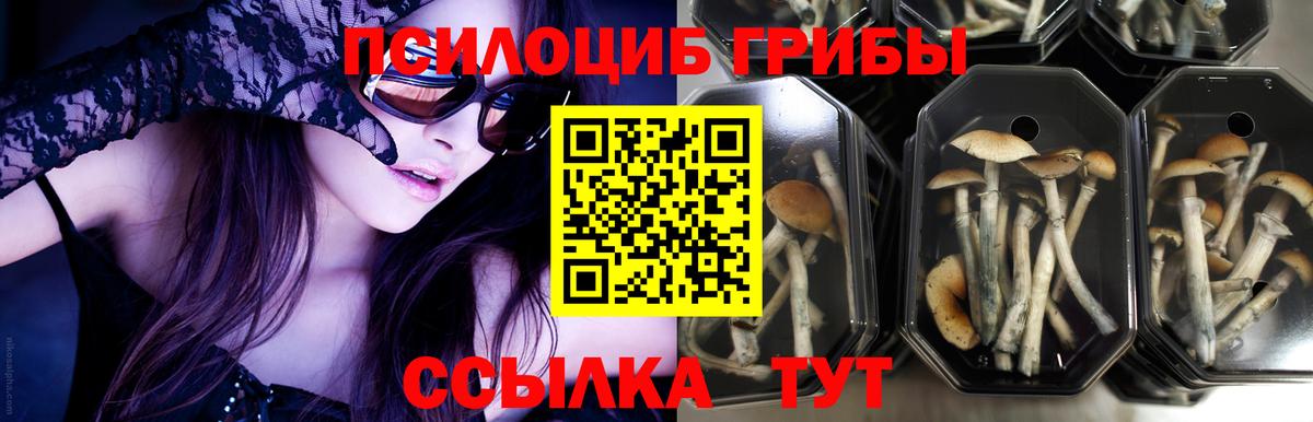 Керчь  Галлюциногенные грибы прущие грибы  Вход с VPN 